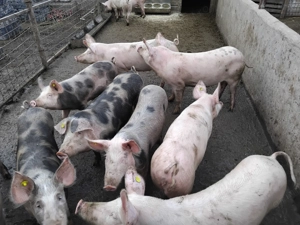 Porci de vânzare, de diferite categorii! - imagine 2