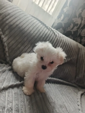 Vand  bishoni maltez  - imagine 2