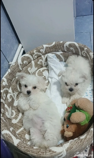 vand bishon maltez original   - imagine 3