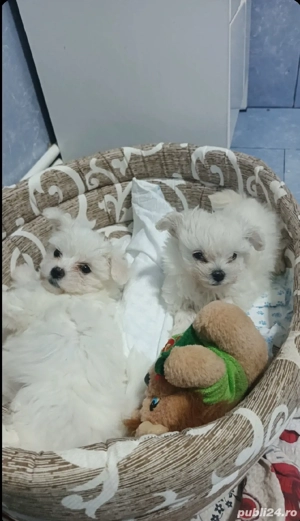 vand bishon maltez original   - imagine 2