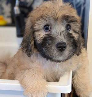 Bichon havanez fetițe - imagine 2