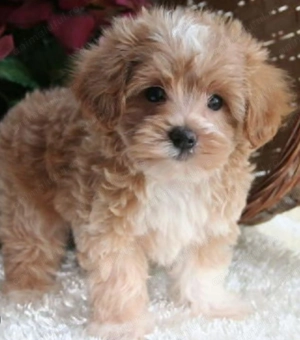 Bichon havanez 450 lei - imagine 4