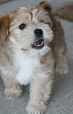 Bichon havanez 450 lei