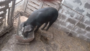 10 lei kg  - imagine 3