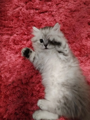 British longhair  - imagine 3