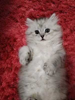 British longhair  - imagine 2