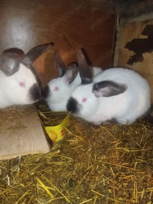 uriaș de Transilvania  - imagine 3