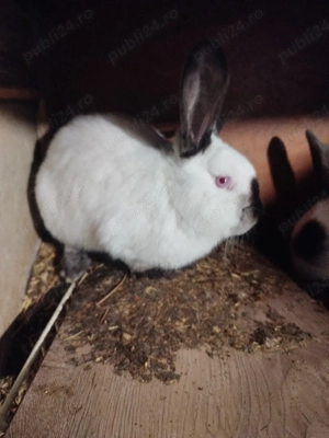 uriaș de Transilvania  - imagine 2