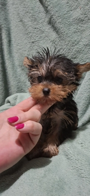 Yorkshire terrier - imagine 3