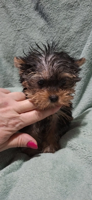 Yorkshire terrier - imagine 2