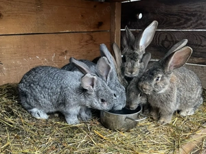 vand iepuri 3 luni urias german 