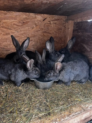 vand iepuri 3 luni urias german  - imagine 4