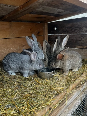 vand iepuri 3 luni urias german  - imagine 2