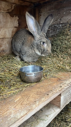 vand iepuri 3 luni urias german  - imagine 5