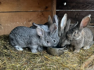 vand iepuri 3 luni urias german  - imagine 3