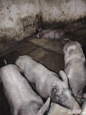 De vanzare godini - imagine 5