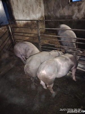 De vanzare godini - imagine 3