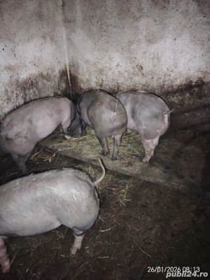 De vanzare godini - imagine 4