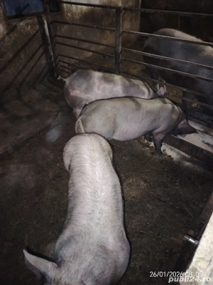 De vanzare godini - imagine 2