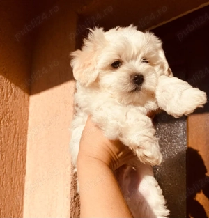 Vand bishon talie mica aproape doua luni