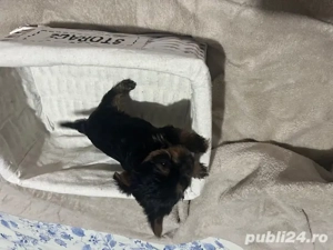 yorkshire terrier 6 saptamani , rasa pura - imagine 5