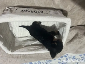 yorkshire terrier 6 saptamani , rasa pura - imagine 4