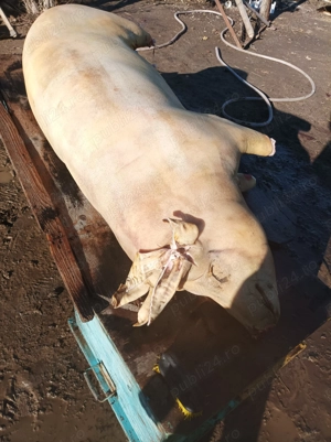 Vând porc carcasă 