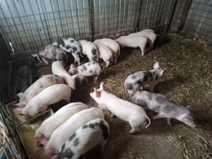 Vand purcei de 11 săptămâni  - imagine 2