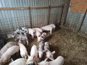 Vand purcei de 11 săptămâni  - imagine 3