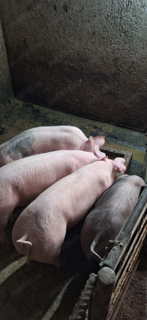 Purceii grasuni - imagine 5