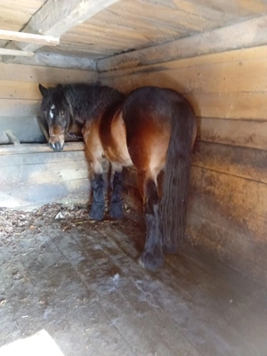 Cal de vânzarea  - imagine 3