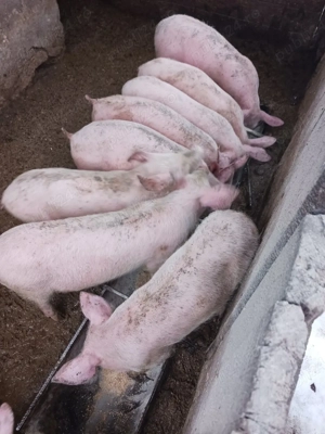 purcei de vanzare  - imagine 2