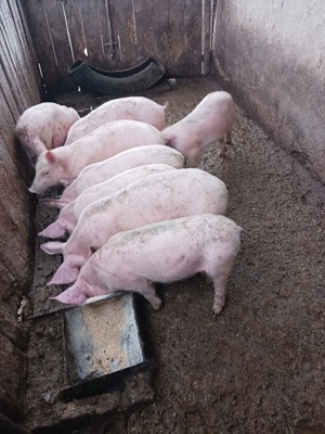 purcei de vanzare  - imagine 4