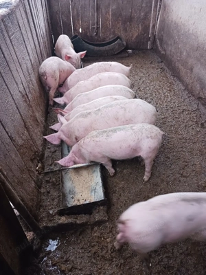 purcei de vanzare  - imagine 5