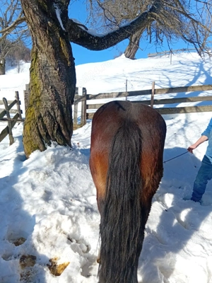 Cal de vânzarea  - imagine 2