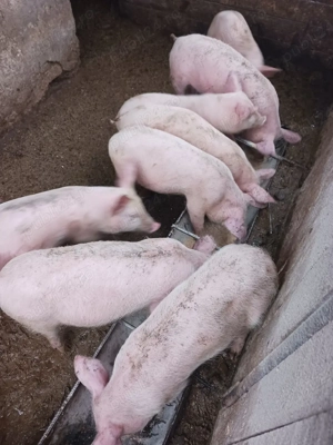 purcei de vanzare  - imagine 3