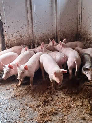 vând purcei  - imagine 5