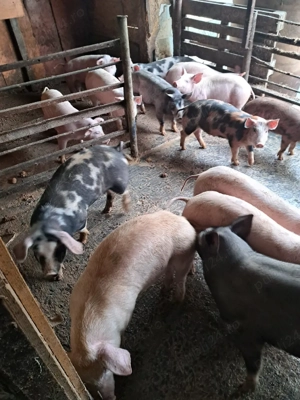 vând purcei  - imagine 3