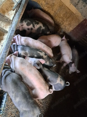 vând purcei  - imagine 2