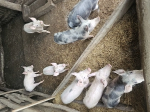 Purcei de vanzare- com. BRATOVOESTI - imagine 2