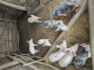 Purcei de vanzare- com. BRATOVOESTI - imagine 3