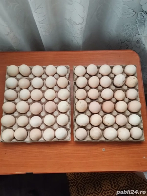 Găini si Ouă disponibile. Mai multe detalii la telefon sau pe wahtap - imagine 4