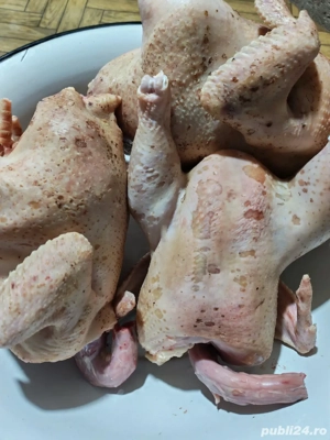 Găini si Ouă disponibile. Mai multe detalii la telefon sau pe wahtap - imagine 2