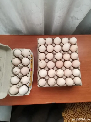 Găini si Ouă disponibile. Mai multe detalii la telefon sau pe wahtap