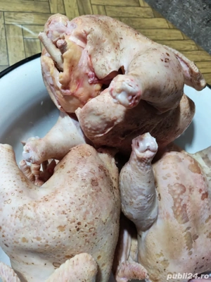 Găini si Ouă disponibile. Mai multe detalii la telefon sau pe wahtap - imagine 5