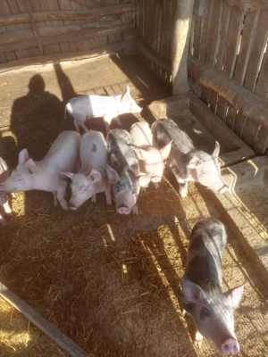 Purcei de vanzare- com. Bratovoesti - imagine 4