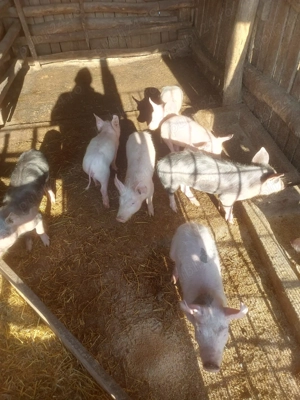 Purcei de vanzare- com. Bratovoesti - imagine 2