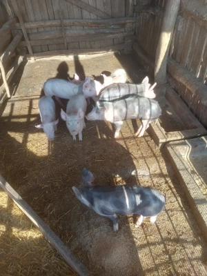 Purcei de vanzare- com. Bratovoesti