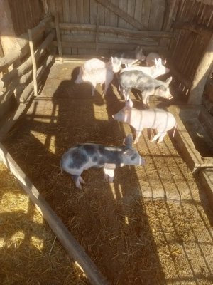 Purcei de vanzare- com. Bratovoesti - imagine 3