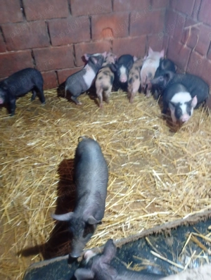 vand purcei bazna cu pietrean